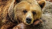 Обнаружены останки одного из последних предков современных медведей