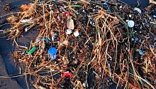 Пластиковый мусор в океанах убивает фотосинтезирующие бактерии