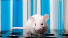 Генетически модифицированные мыши помогут изучить болезнь Альцгеймера