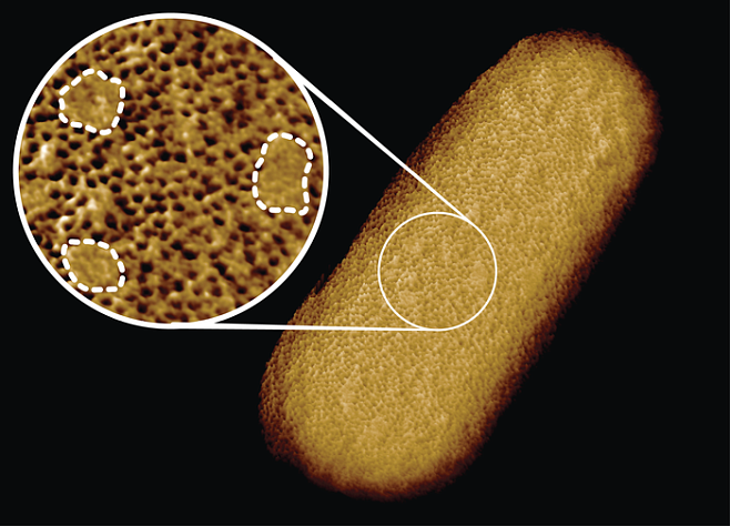 Получены самые детальные изображения структуры бактерий
