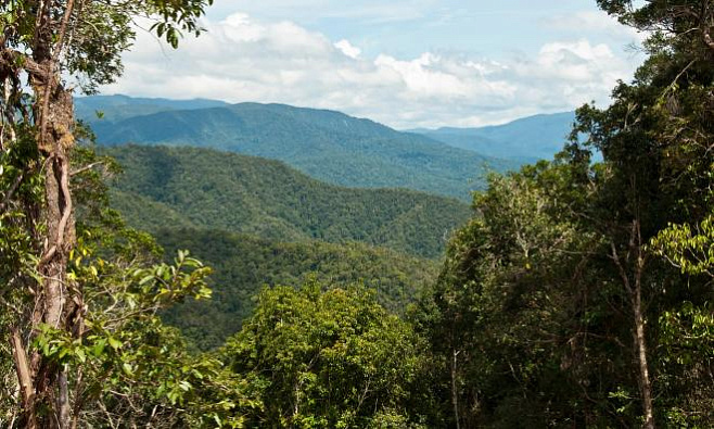 Новая Гвинея – остров с самым большим разнообразием растений на планете