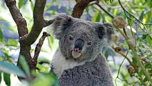В Австралии коалы внесены в список видов, находящихся под угрозой исчезновения