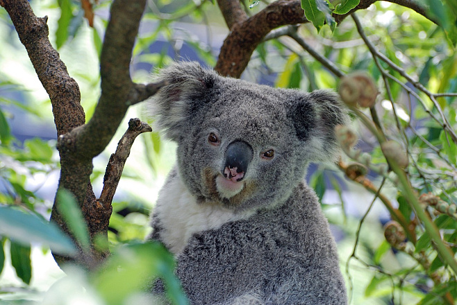 В Австралии коалы внесены в список видов, находящихся под угрозой исчезновения