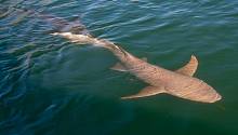 В Австралии акулы исполнили танец «пипи»