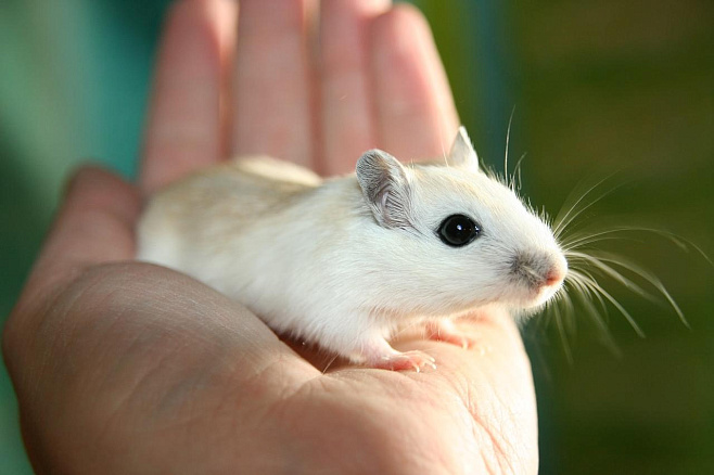 Комбинирование неврологических препаратов и препаратов для снижения давления уменьшает риск развития опухолей молочных желез у мышей