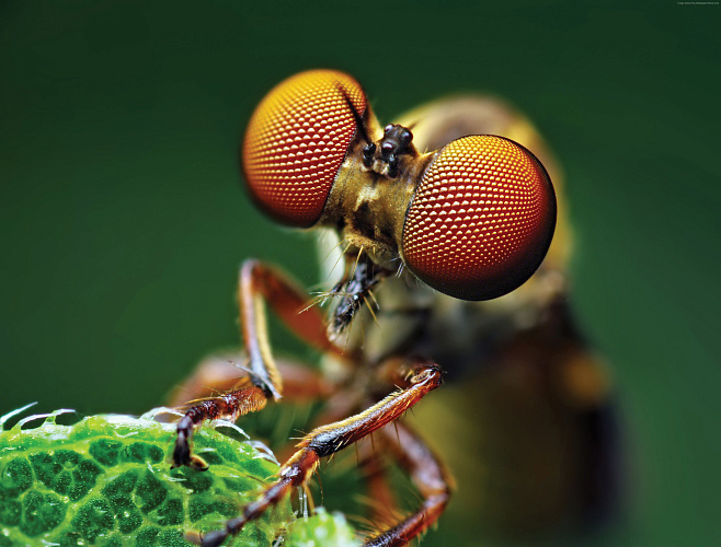 Смерть мухам: грозит ли насекомым исчезновение 