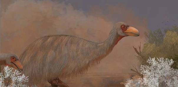 Древние птицы-гиганты умирали от инфекций костных тканей