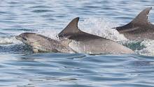 Ученые впервые использовали данные индивидуальных сигналов дельфинов для подсчета количества их популяции