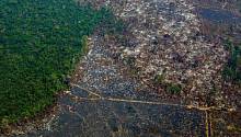 Вырубка лесов в Бразилии увеличивается с каждым годом