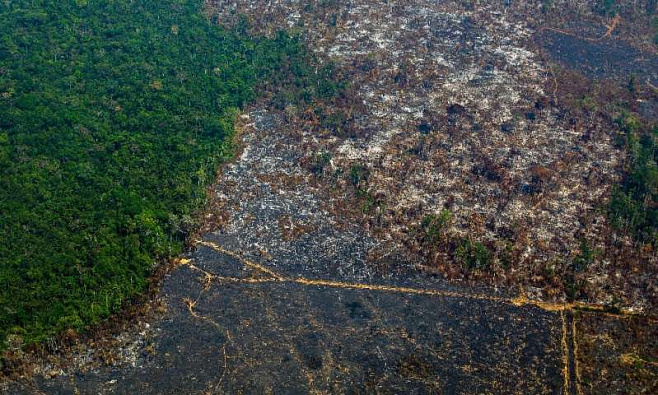 Вырубка лесов в Бразилии увеличивается с каждым годом