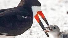 Опубликованы фотографии, на которых птица кормит своего птенца окурком