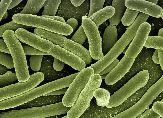 Технология измельчения бактерий помогла уничтожить лекарственно-устойчивые бактерии