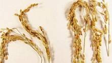 ГМО-рис борется с глобальным потеплением
