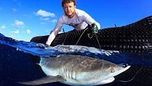 ﻿Синие акулы используют океанские вихри для добычи еды