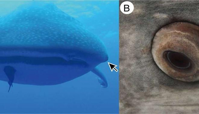 На коже вокруг глаз китовой акулы обнаружены зубы