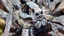 Считавшийся исчезнувшим вид пауков обнаружен на военной базе Великобритании 