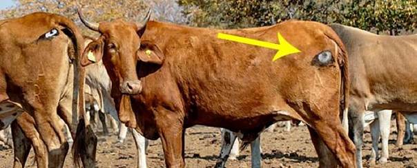 Рисунки в виде глаз спасают крупный рогатый скот от хищников 