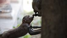 Жара в Индии убивает обезьян