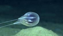 Ученые подтвердили существование в глубинах океана нового вида ктенофор 