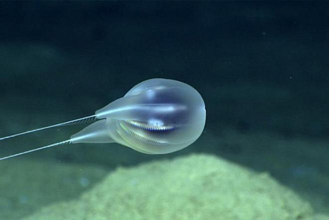 Ученые подтвердили существование в глубинах океана нового вида ктенофор 