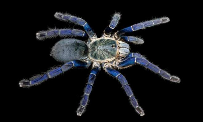 Новая гипотеза о том, почему у тарантулов столь яркий окрас