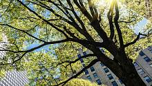 Учёные: даже одно дерево может защитить от жары