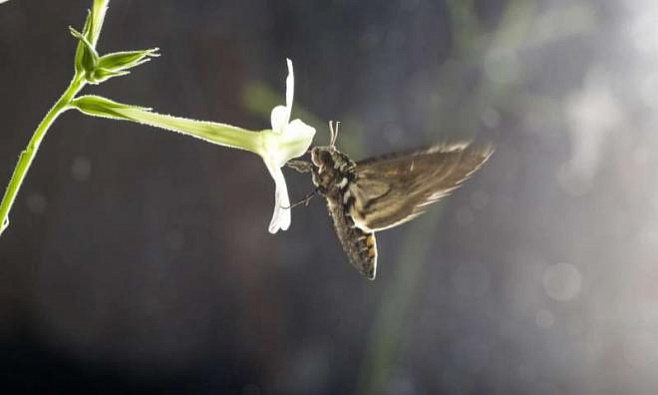 Из-за загрязнения воздуха озоном цветы перестают привлекать насекомых
