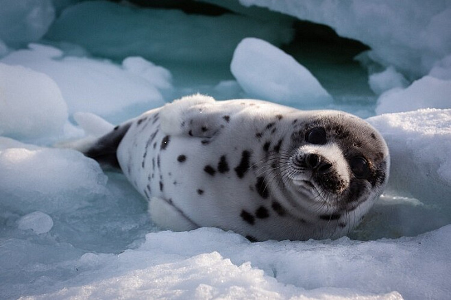 Ученые проследили, как детеныши гренландского тюленя учатся адаптироваться к условиям окружающей среды 