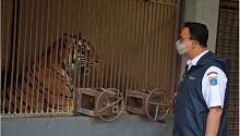 Два редких суматранских тигра восстанавливаются после ковида