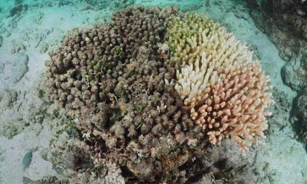 Генетика может помочь защитить кораллы от глобального потепления