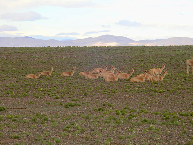 Вспышка чесотки в Аргентине уничтожила популяцию диких викуний 