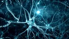 Развитие нейродегенеративных заболеваний связано с количеством сероводорода в мозге