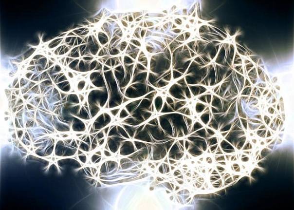 Стабильные нейронные связи являются основой памяти