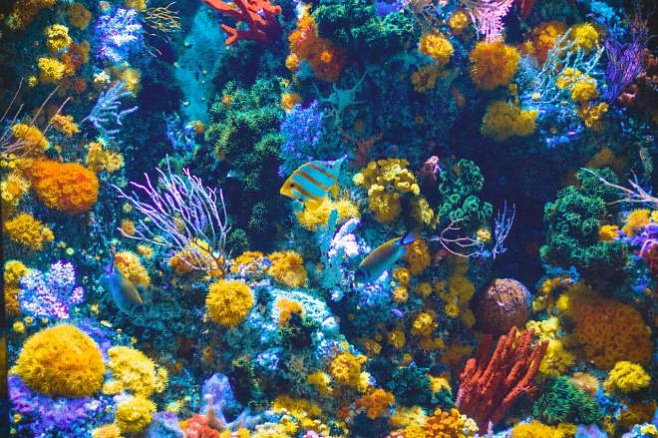 Большой Барьерный риф переживает крупнейшее в истории обесцвечивание кораллов