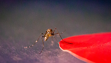 Комары используют обоняние и реагируют на определенные цвета 
