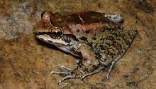 Найдены лягушки, самцы которых сожительствуют с двумя самками