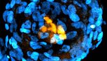 Учёные вырастили из стволовых клеток структуры, подобные эмбрионам