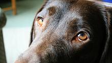 Собаки развили мышцы вокруг глаз, чтобы общаться с людьми