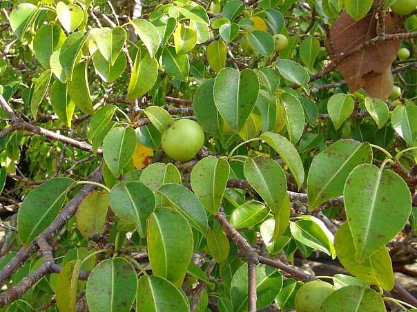 «Дерево смерти»: плоды манцинеллы могут убить человека