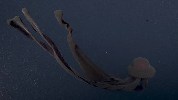 Видео: редкая гигантская фантомная медуза рассекает глубоководье