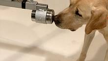 Собаки будут предупреждать о наличии коронавируса в публичных местах