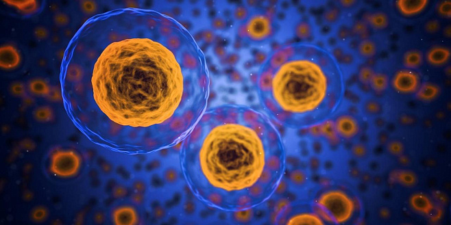 Клетки, которые делятся быстрее остальных, ускоряют развитие рака