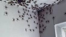 Спасаясь от дождей, пауки заполонили дома жителей Сиднея