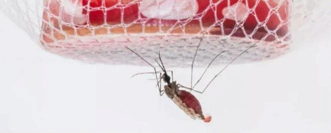Обмен ролями: бессимптомные дети могут заражать малярией…москитов