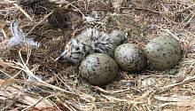 В яйцах британских птиц обнаружены отходы производства пластика