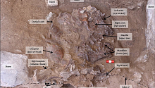 Гипотеза “цветочного захоронения”: находки в знаменитой пещере Шанидар
