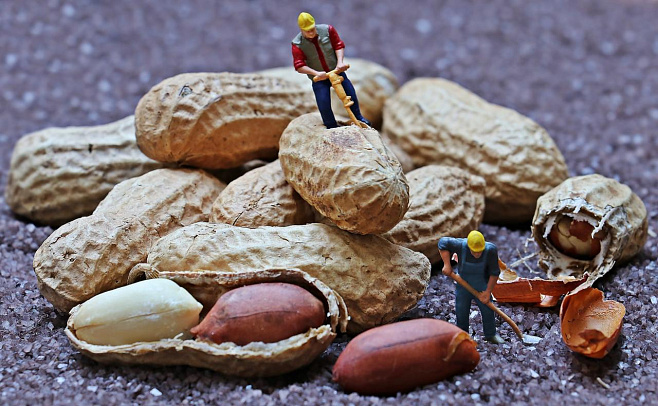 Ученые нашли, как можно избавиться от арахисовой аллергии