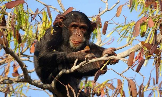 Шимпанзе развивают больше навыков в регионах с изменчивыми условиями