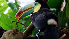 Тропические певчие птицы перестали размножаться, чтобы пережить засуху