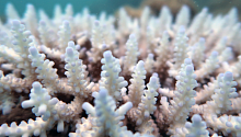 Большой Барьерный риф продолжает обесцвечиваться